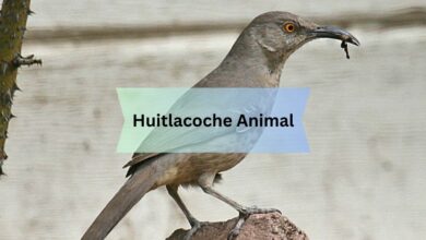 Huitlacoche Animal